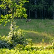IMG 9126