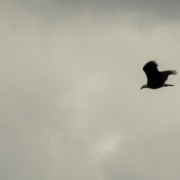 IMG 0815