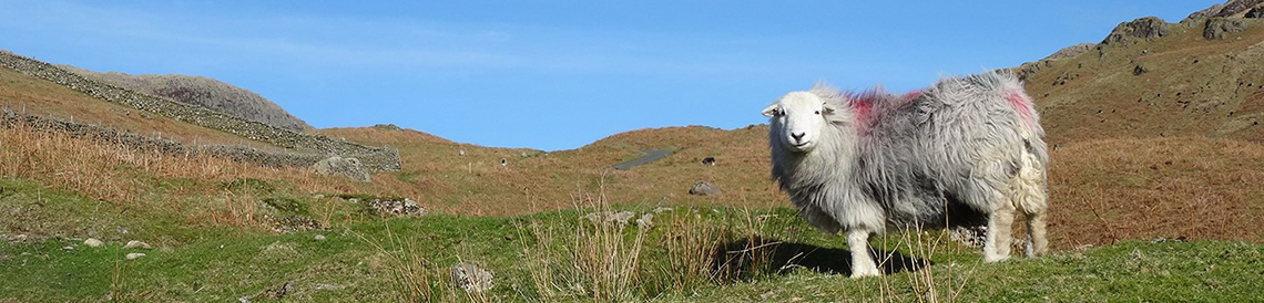 header cumbria sheep