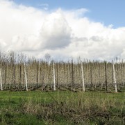 IMG 7425