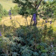 IMG 4236