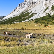IMG 4298