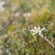 IMG 4322