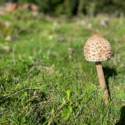 IMG 2562