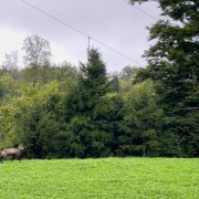 IMG 3085