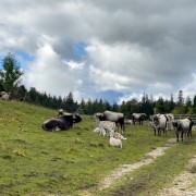 IMG 3395