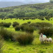 IMG 4829