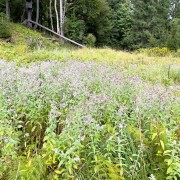 IMG 7357