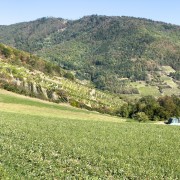 IMG 7964