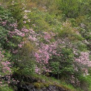 IMG 0209
