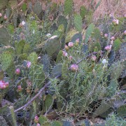 IMG 4372