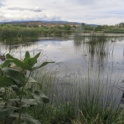 IMG 4467