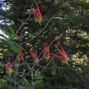 IMG 5091