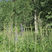 IMG 5505